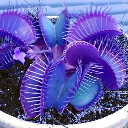 Blue Venus Fly Trap Seeds for Planting – Dionaea muscipula Carnivorous Plant