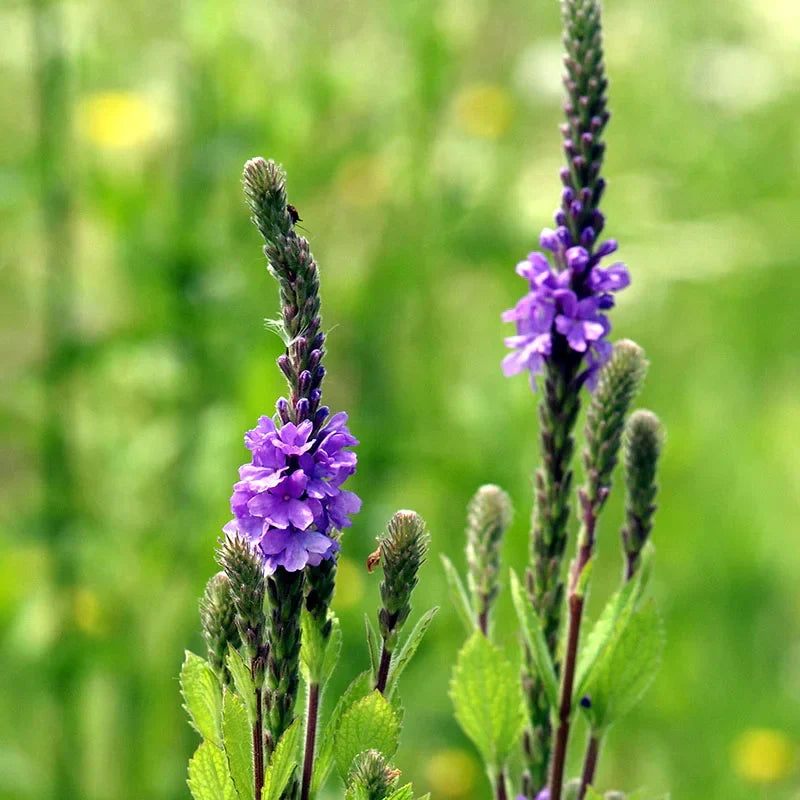 Blue Verbena flower seeds