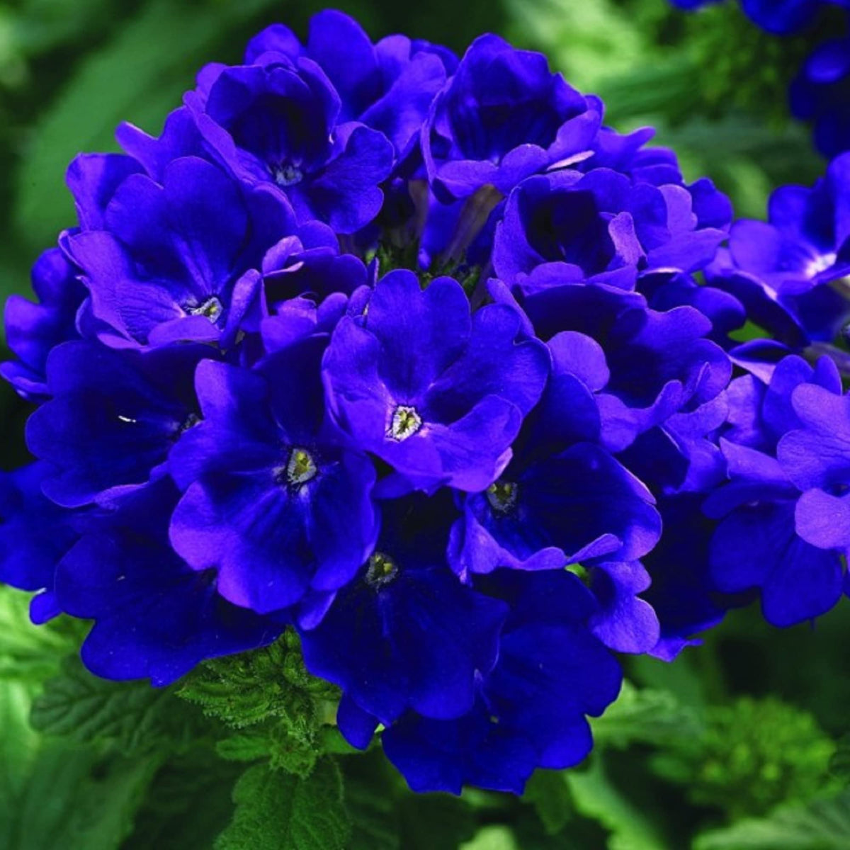 Blue Vervain Flower Seeds with violet-blue blooms growing in a garden