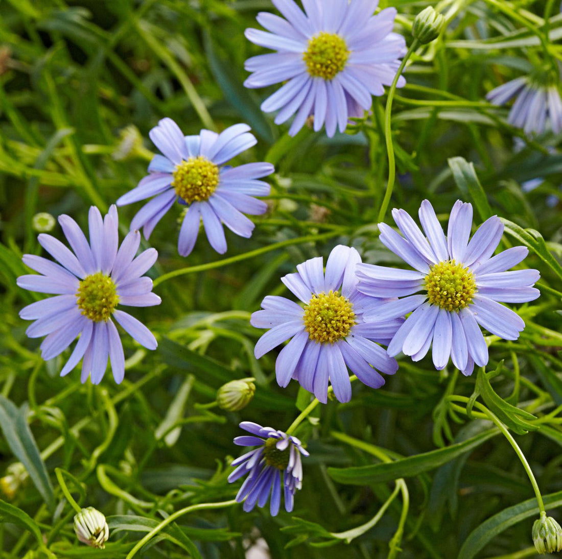 Swan River flower seeds