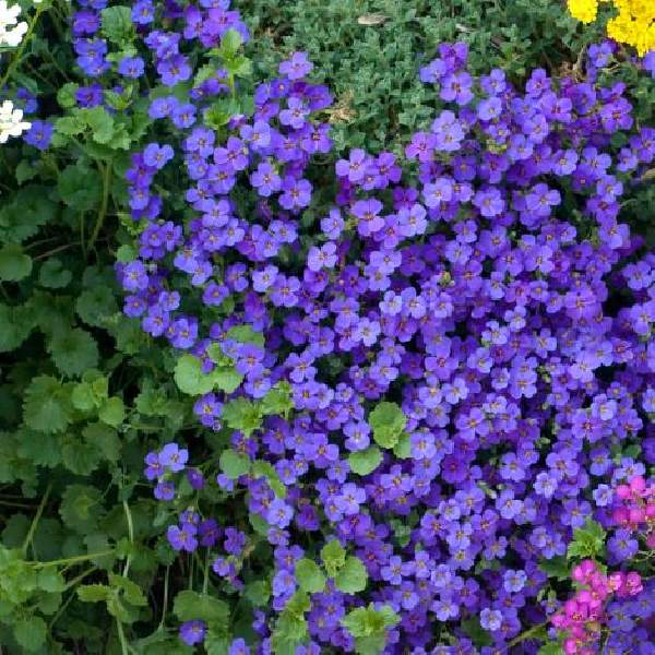 Dark Blue flower seeds