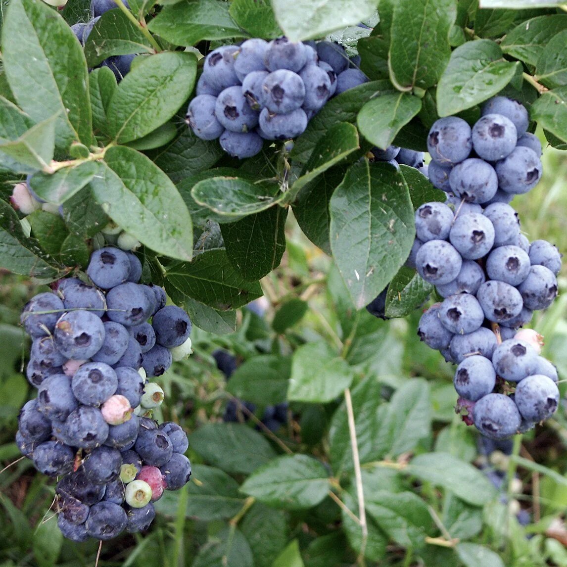 Northern Highbush Blueberry Fruit Seeds – Vaccinium corymbosum Garden Seeds