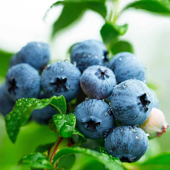 Blueberry fruit seeds for planting with ripe blueberries and young blueberry plants