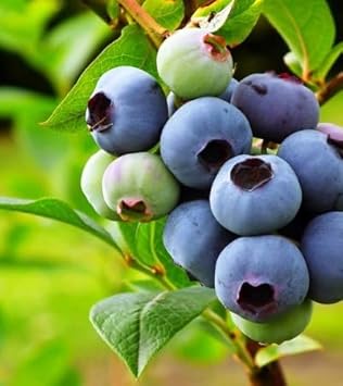 Blueberry fruit seeds for planting with ripe blueberries and young blueberry plants