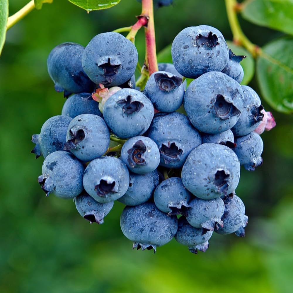 blueberry fruit seeds