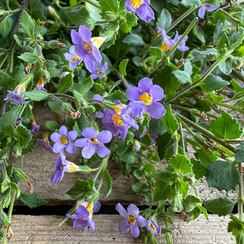 Bacopa Blutopia flower seeds