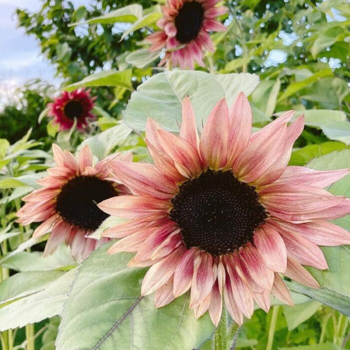 Bold Pink flower seeds