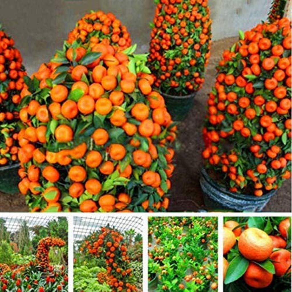 bonsai fruit tree seeds