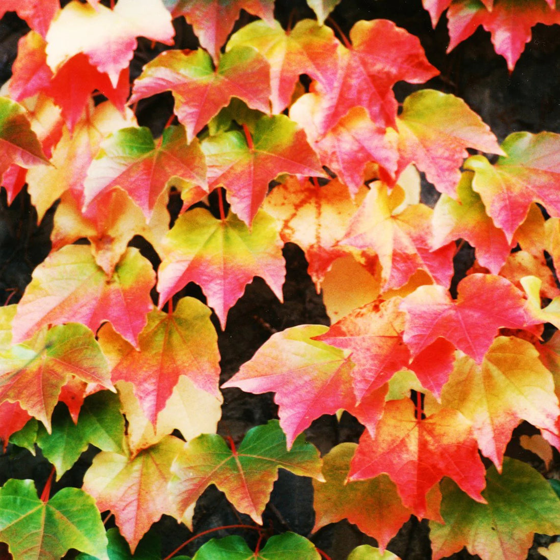Red Boston flower seeds