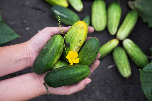 Boston Pickling Cucumber Vegetable Seeds for Planting – Heirloom Non-GMO Garden Seeds