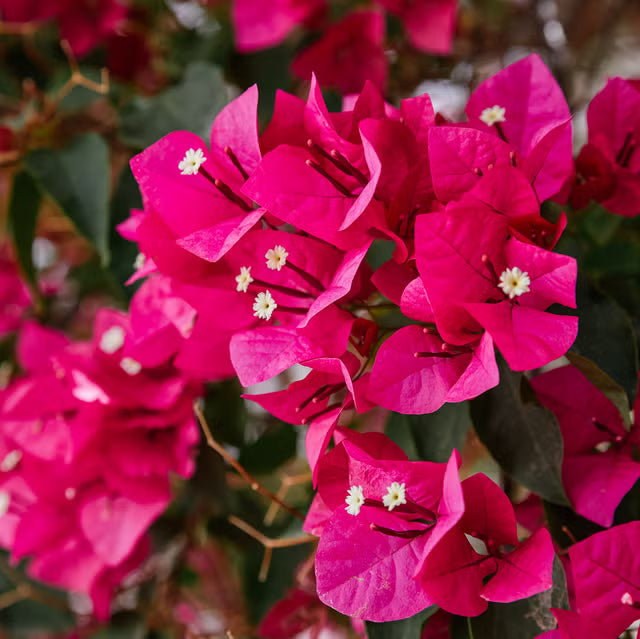 Bougainvillea flower seeds