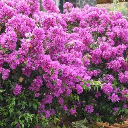 Light Violet flower seeds