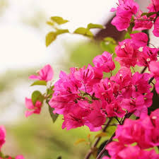 Vibrant Bougainvillea Growing in Sunny Patio Container