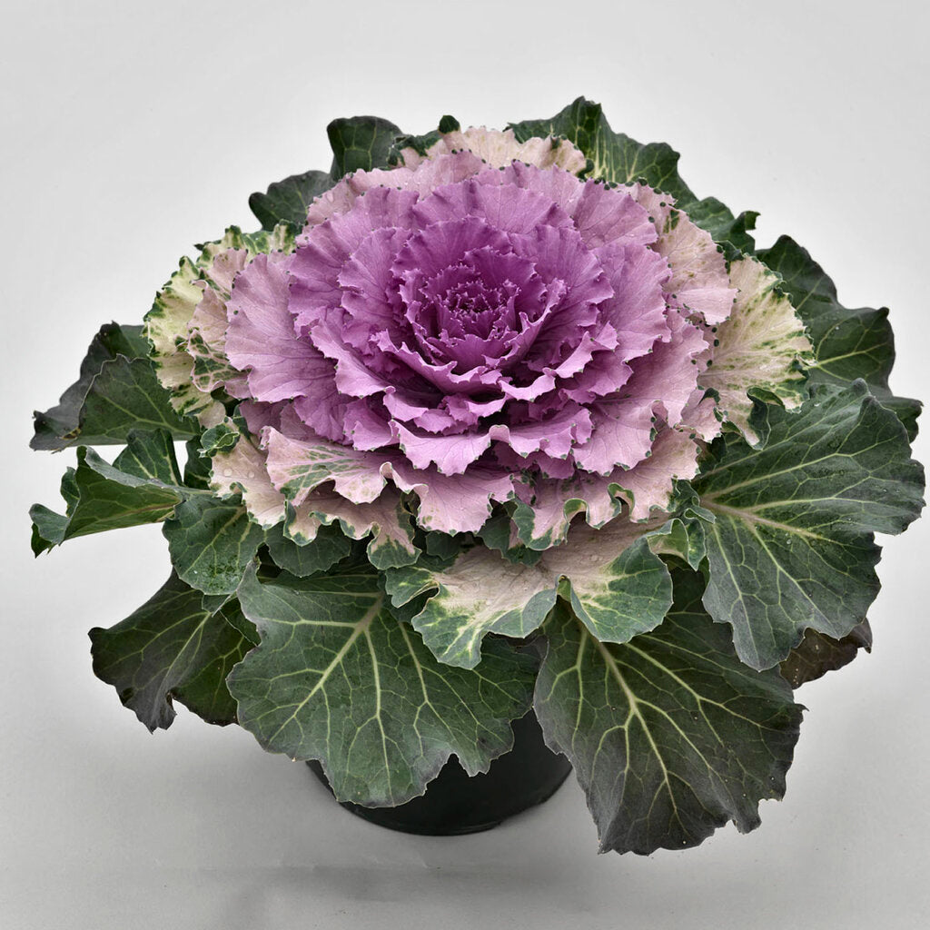 Mixed Cabbage Seeds
