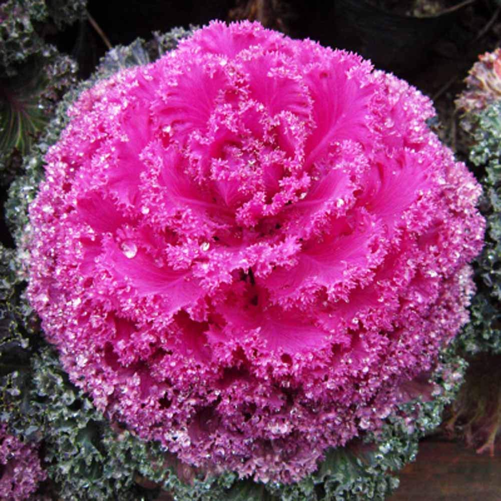 Pink Cabbage Seeds