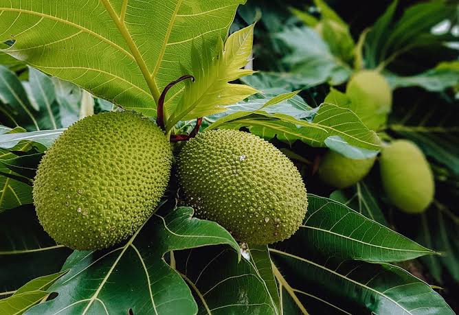Fresh breadfruit seeds for planting and growing a tropical breadfruit tree with broad green leaves and edible fruit in a warm-climate garden.