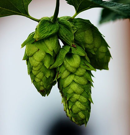 Green Hops Cones Growing on Common Hops Vine