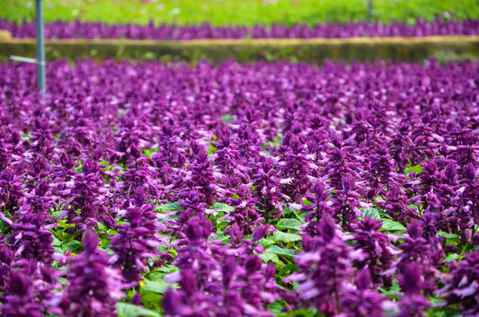 Purple Salvia Flower Seeds for Planting – Heirloom Non-GMO Garden Seeds