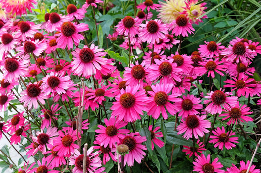 Bright Star Coneflower Flower Seeds for Planting – Heirloom Non-GMO Garden Seeds
