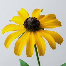 Yellow Coneflower Seeds for Planting