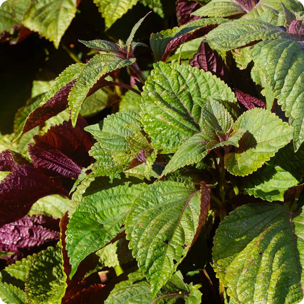 Britton Shiso Herb Seeds for Planting – Heirloom Non-GMO Garden Seeds