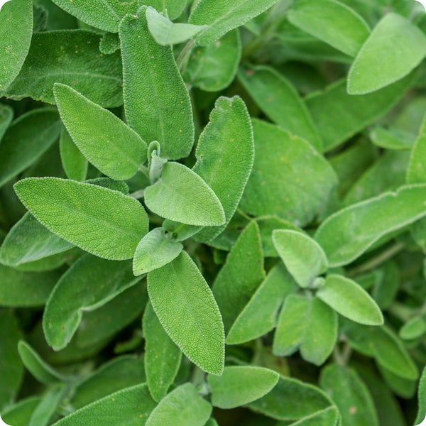 Broadleaf Sage Herb Seeds for Planting – Heirloom Non-GMO Garden Seeds
