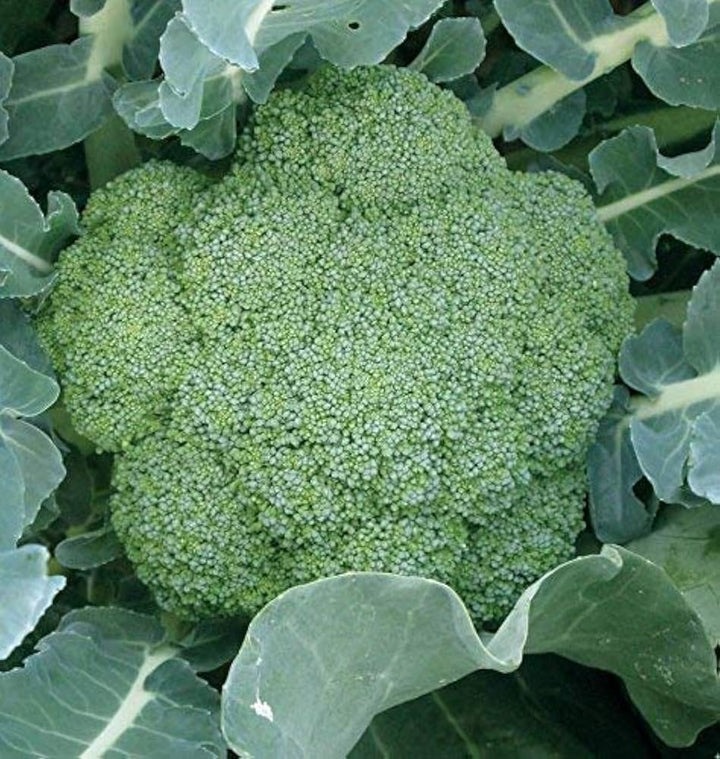 Broccoli Seeds