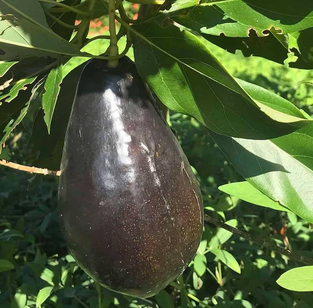 Brogden avocado fruit seeds for planting, showing fresh avocado seeds and the potential to grow an avocado tree in a home garden.