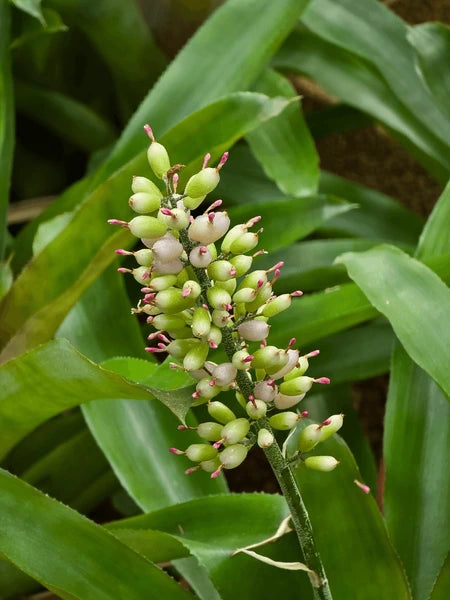 Green Bromeliad flower seeds
