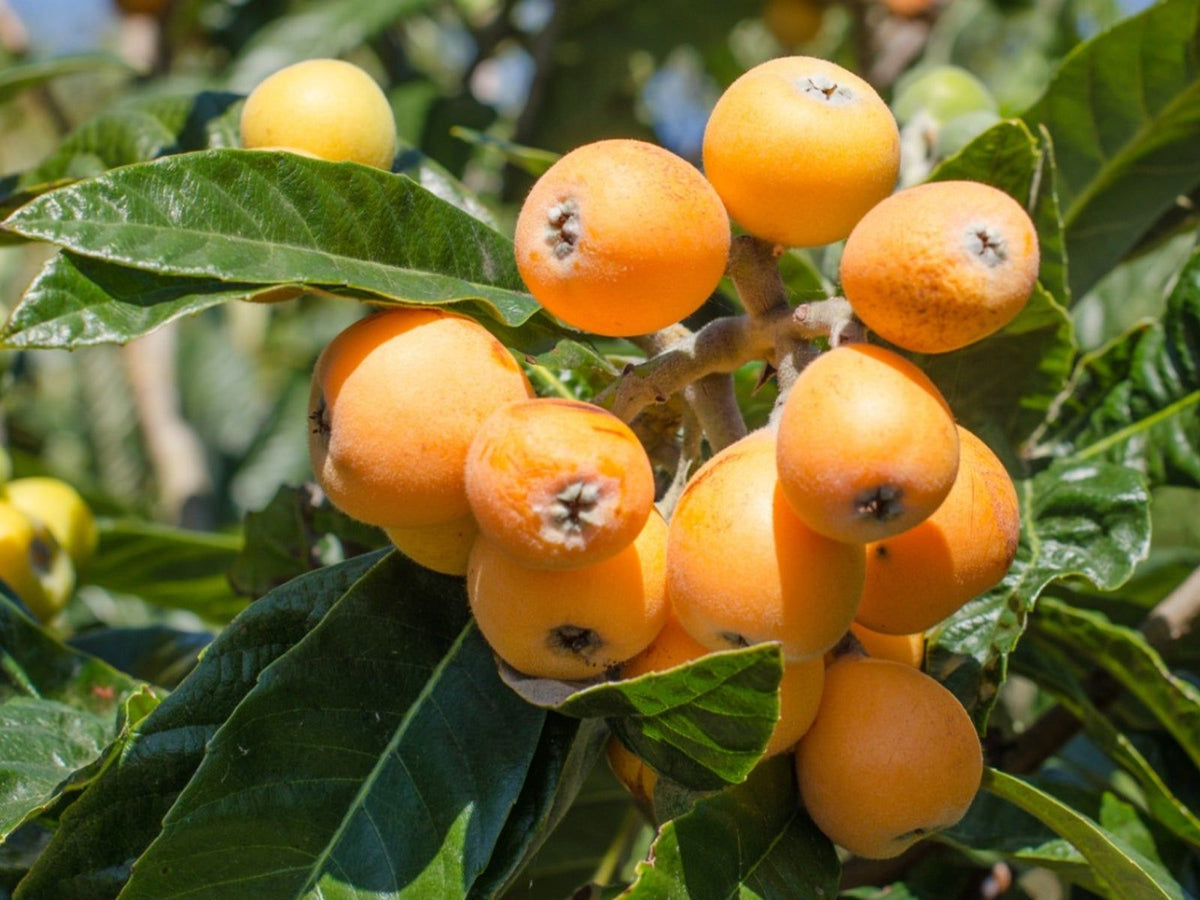Bronze loquat fruit seeds for planting and growing an evergreen loquat tree with attractive foliage and edible fruit.