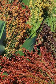 Dried Broom Sorghum Seed Heads for Crafts