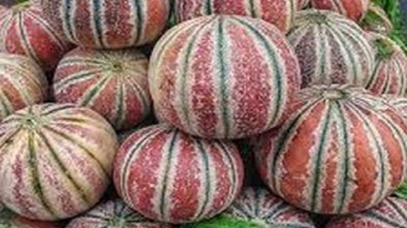 Brown Dew Melon Fruit Seeds for Planting – Heirloom Non-GMO Garden Seeds