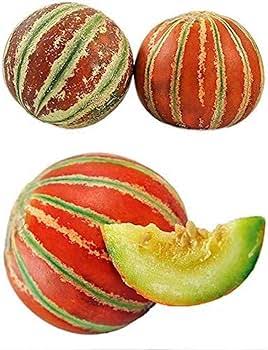 Brown Dew Melon Fruit Seeds for Planting – Heirloom Non-GMO Garden Seeds