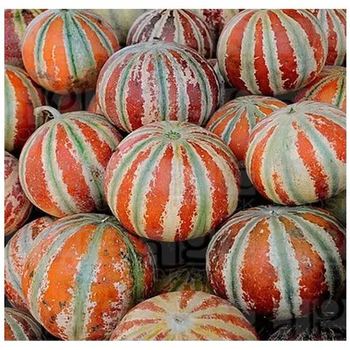 Brown Muskmelon Fruit Seeds for Planting