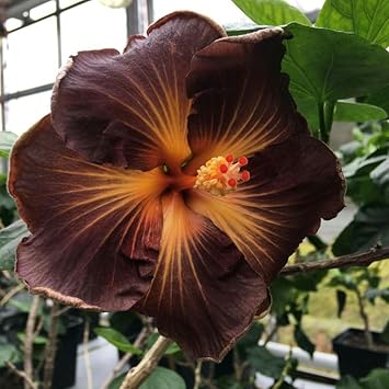 Brown Orange flower seeds