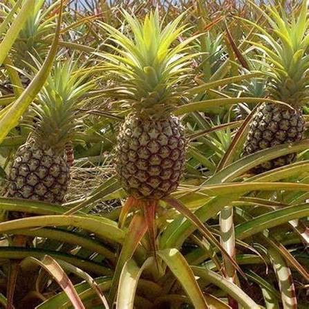 Brown Pineapple Fruit Seeds for Planting – Heirloom Non-GMO Garden Seeds