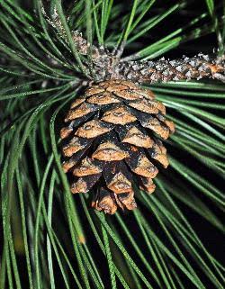 Brown Resinosa Tree Seeds for Planting for Growing a Distinctive Woody Plant