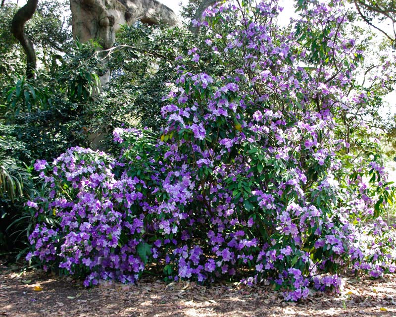 Purple Brunfelsia flower seeds