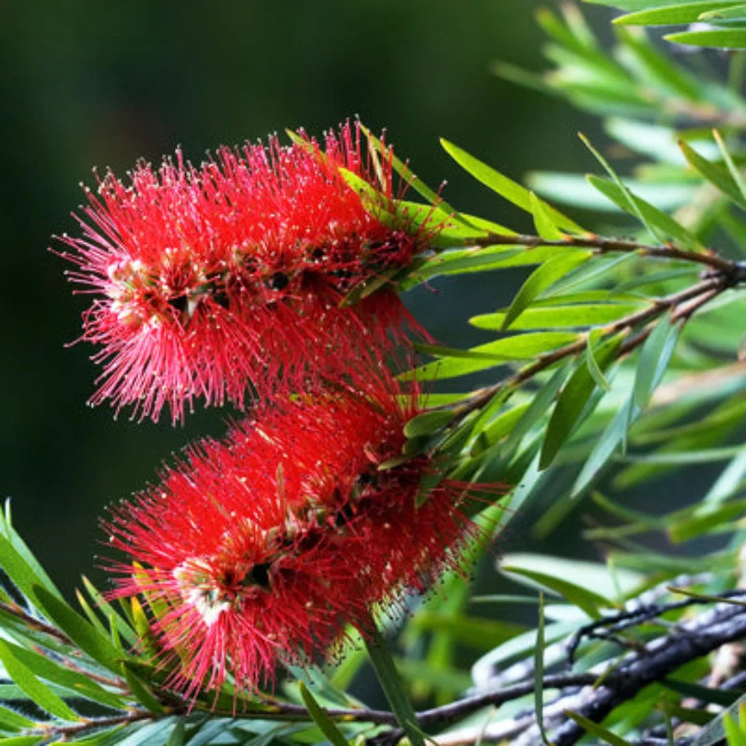 Brush flower seeds