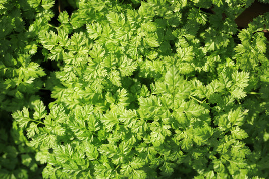 Brussels Winter Chervil Herb Seeds for Planting – Heirloom Non-GMO Garden Seeds