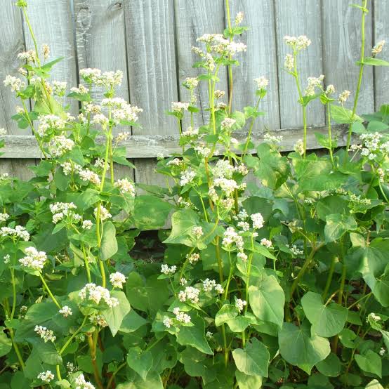 Buckwheat seeds for planting with flowering buckwheat plants in a garden