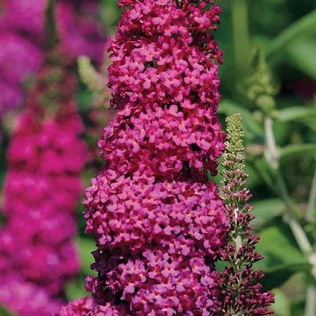 Buddleia Plant with Green Foliage and Maroon Blooms