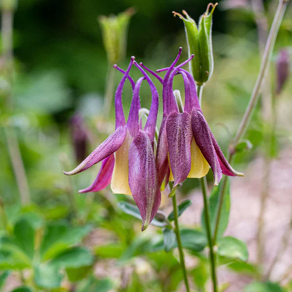 Buergeriana flower seeds