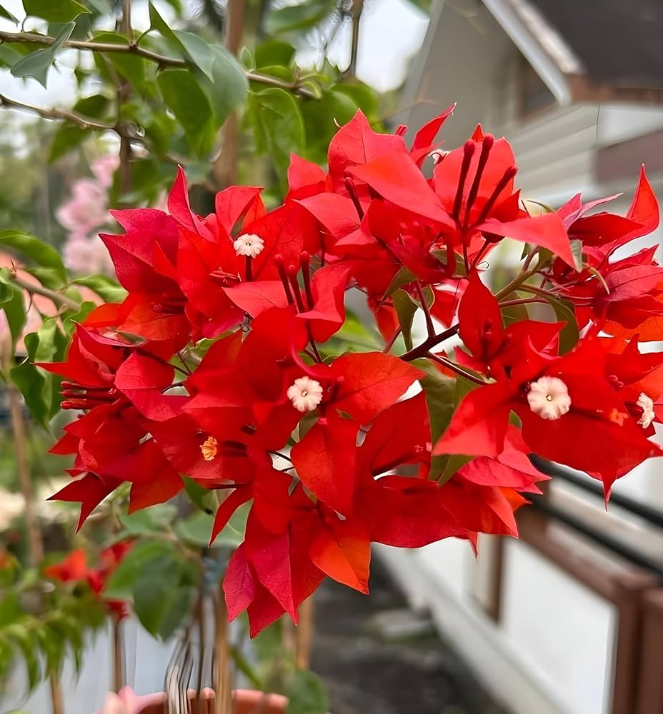 Red Bougainvillea flower seeds