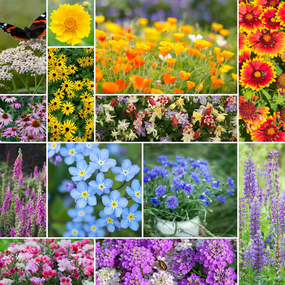 Bulk Southeast Wildflower Seed Mix with colorful flowers growing in a natural garden meadow