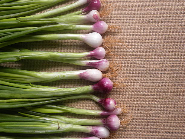 Scallions seeds for planting and growing fresh green onions