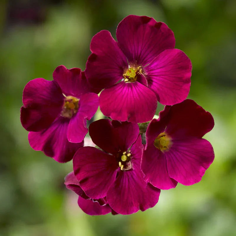 Burgundy Aubrieta flower seeds