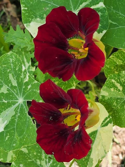 Burgundy Nasturtium Flower Seeds for home gardens