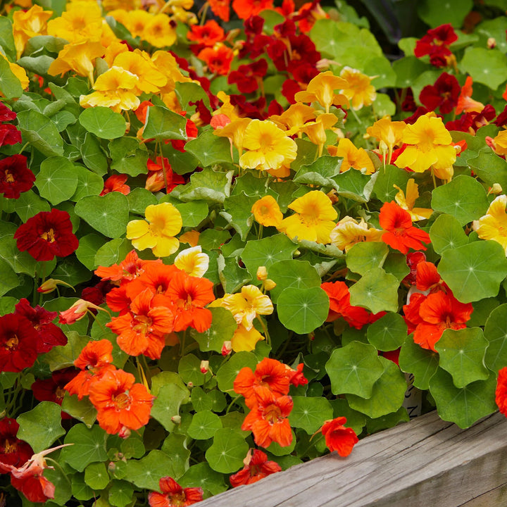 Burgundy Nasturtium flower seeds producing deep burgundy red blooms and rounded green foliage in a garden