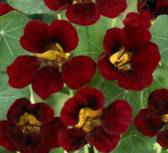 Burgundy Nasturtium Flower Seeds for home gardens